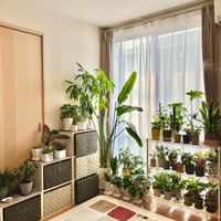 シェフレラ,ストレリチア,フィロデンドロン,サンセベリア,観葉植物の画像