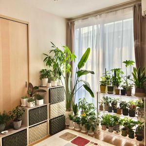 シェフレラ,ストレリチア,フィロデンドロン,サンセベリア,観葉植物の画像