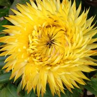 サンシュユ,スイセン,スミレ,ヘリクリサム,コロコロジャンボの画像