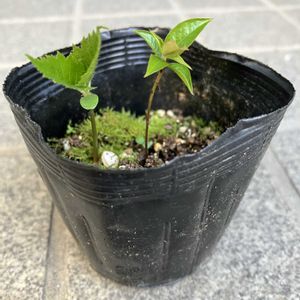 実生,果樹,おうち園芸,小さな庭の画像