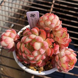 プリドニスグリーンフォーム×ビンセントカトー,多肉植物,エケベリア属,多肉植物とサボテン,タニラーの画像