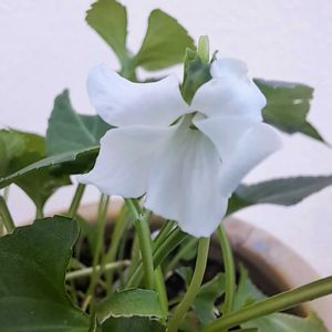 花のある暮らし,沖縄,素敵な出会いに感謝,今日のお花,素敵な日々の画像