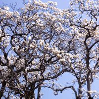 ハクモクレンの画像