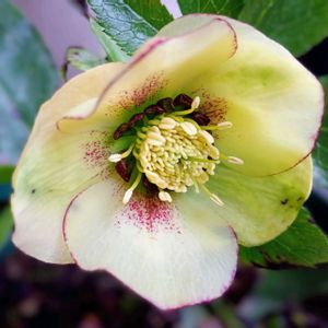 クリスマスローズ,癒し,杉山交配のクリスマスローズ,ほっこり笑顔に,クリスマスローズ(和名、寒芍薬)の画像