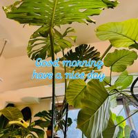 モンステラ,ウンベラータ,フィロデンドロン,モンステラ デリシオーサ,森林浴の画像