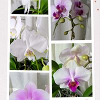 胡蝶蘭,花のある暮らし,ありがとう❤️,花に魅せられて,リビング・ダイニングの画像