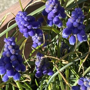 ムスカリ,癒し,花のある暮らし,応援花❤️,❤️M.family❤️の画像