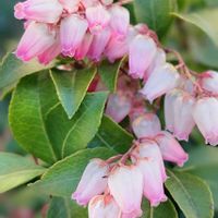 馬酔木,馬酔木,花のある暮らし,お散歩道の画像