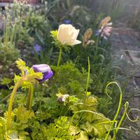 アネモネ,クリスマスローズ,サクラソウ,サンシュユ,ツクシの画像