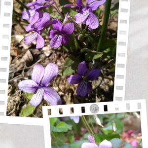 スミレ,タチツボスミレ,地植え,山野草,野草の画像