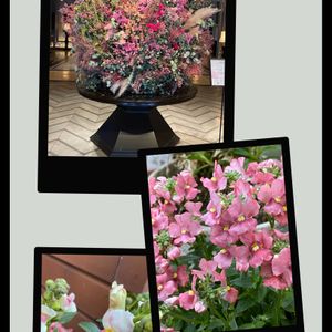 お出掛け,超古民家と庭,里地里山,おうち園芸,I♡Chibaの画像