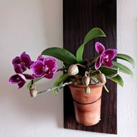 ファレノプシス,胡蝶蘭,ミニ胡蝶蘭,洋ラン,花のある暮らしの画像