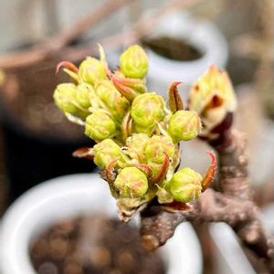 ラ・フランス,梨(豊水),梨(豊水),プランター栽培,冬芽の画像