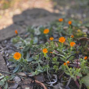 ナチュラルガーデン,花のある暮らし,小さな庭の画像
