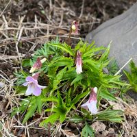 クリスマスローズ,スミレ,ムラサキハナナ,クリスマスローズ　セミダブル,肥後すみれの画像