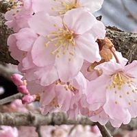 サクラ,コウヤマキ,ダイオウショウ,春めき桜,春めき桜の画像