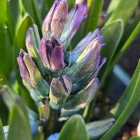 ヒヤシンス,ヒヤシンス,ヒヤシンス,ヒヤシンス,ヒヤシンスの画像