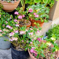 クリスマスローズ,ルピナス,花友さんのお花の画像