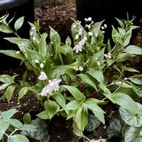 ヒメウツギの画像