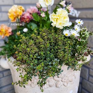 ꒰ღ˘◡˘ற꒱かわゅ~,花のある暮らし,小さな寄せ植え,春色,春爛漫！の画像