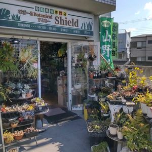 多肉植物,ウラボシ科,ビカクシダ属,食中植物,塊根の画像