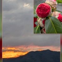 ツバキ,今朝の大文字山と空…,巨大輪　ツバキ,山が燃える〰️,巨大輪…蕾の画像