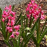 ヒヤシンスの画像