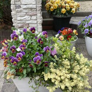 寄せ植え,鉢植え,ガーデニング,花のある暮らしの画像