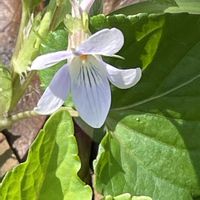 スミレ,ニリンソウ,ヒュウガミズキ,#最前線のあなたへ,お散歩ちゃんキーホルダーの画像