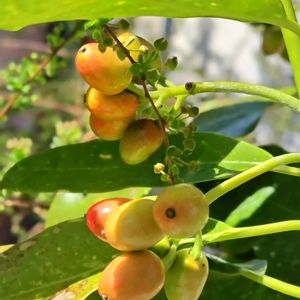 斑入りアオキ,地植え,我が家の庭,爽やか,春の訪れの画像