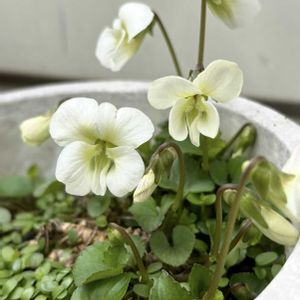 スミレ,スミレ,小さな花,成長記録,白い花の画像