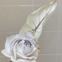 バラ,ガブリエルの画像