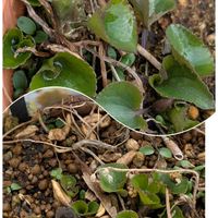 カリブラコア,ゼラニウム,すみれ,ネモフィラ・インシグニス・ブルーの画像