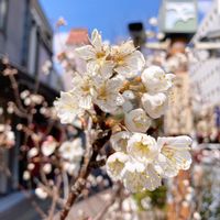 サクラ,サクラ,散歩の写真の画像