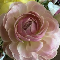 ラナンキュラス,毎月16日は色の日の画像