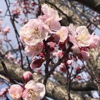 アンズ,庭の画像