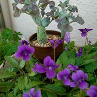 ベランダガーデン,小さな花壇,今日のお花,毎月16日は色の日,毎月16日はイエローの日の画像