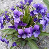 スミレ,畑,庭の画像