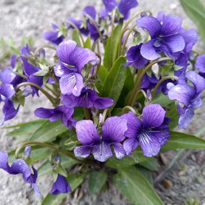 スミレ,畑,庭の画像