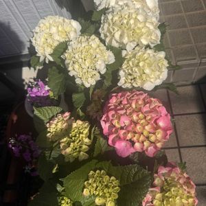 玄関アプローチの画像