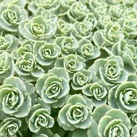 ミセバヤ,多肉植物,花のある暮らし,緑のある暮らし,ナチュラルスタイルの画像