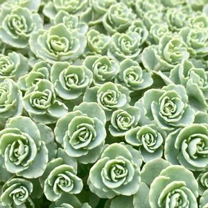 ミセバヤ,多肉植物,花のある暮らし,緑のある暮らし,ナチュラルスタイルの画像