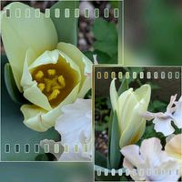 チューリップ,チューリップ,小さな花壇,花のある暮らし,植物好きの画像