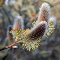 ネコヤナギ,池堀街道,ネコヤナギ雄株の雄花序の画像