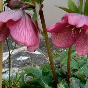 小さな庭,庭の画像