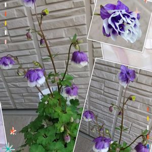 姫オダマキ,姫オダマキ アンティークピンク,プリムラ　パラディソダブル,姫オダマキティアードフリル,鉢植えの画像