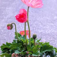ポピー,ポピー プルシネラ,ガーデニング,マイガーデン,可愛い〜♡の画像