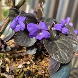 黒葉スミレ　ラブラドリカ,玄関アプローチの画像