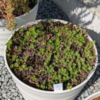 アップルミント,ミント,ペパーミント,今日の一枚,おうち園芸の画像