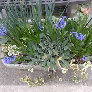 玄関アプローチの画像